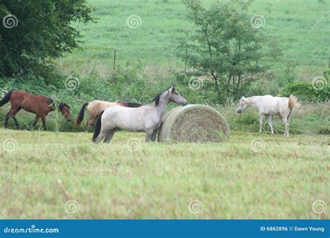 Horse Grazing In Countryside Stock Photo Image Of Green Standing
