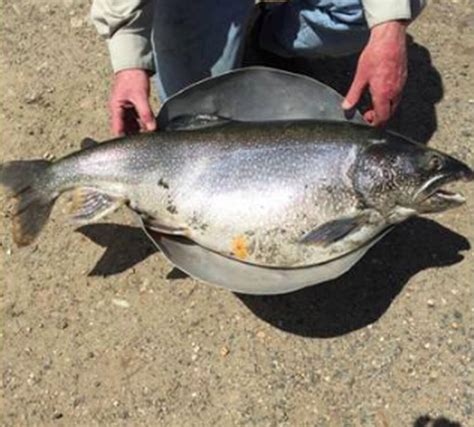 What A Catch Record Lake Trout Caught In Quabbin Reservoir