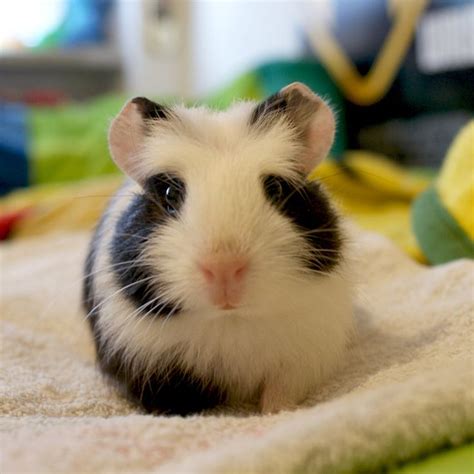 17 Best Images About Cute Guinea Pigs On Pinterest