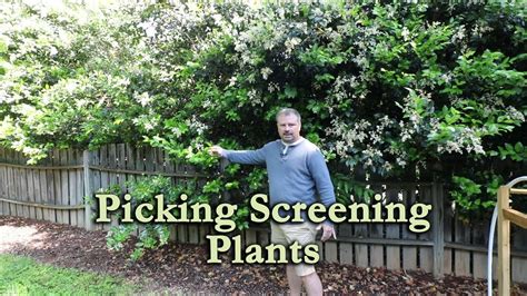 Shrubs For Screening Privacy Grow Trees And Shrubs As Privacy Screens If Youre Searching