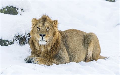 Lion Resting On A Winter Day Wallpaper Animal Wallpapers 47878