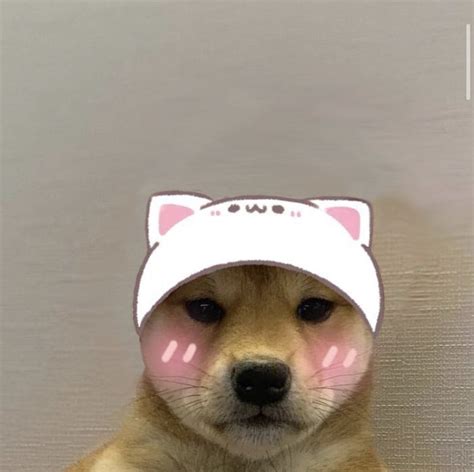 Doge Pfp Discord Cutes