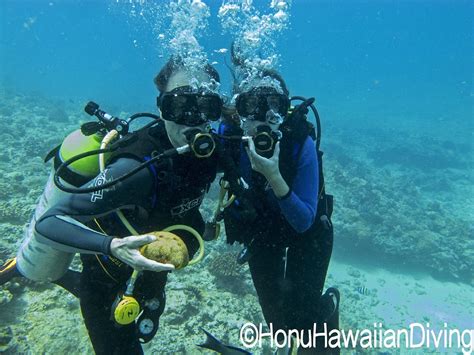 Honu Hawaiian Diving Honolulu Ce Quil Faut Savoir