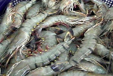 Shrimp Farming In Bangladesh Responsible Seafood Advocate