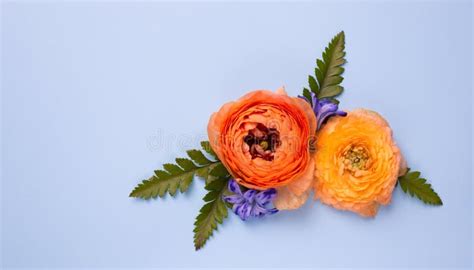 Buttercup Orange Flower Close Up Asian Buttercup Ranunculus On A Light