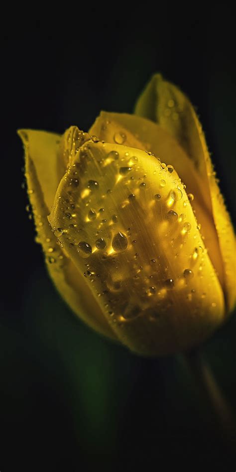 Portrait Yellow Tulip Drops 1080x2160 Wallpaper Yellow Tulips