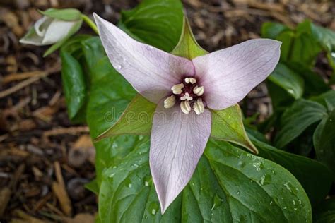 Trillium Flowers In The Early Spring Stock Image Image Of Flower