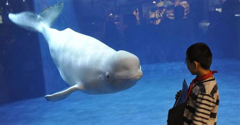 noc the beluga whale mimicked human speech patterns laist