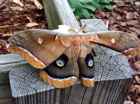 Cool Pic Of A Giant Silk Moth My Dad Took This Morning Pics