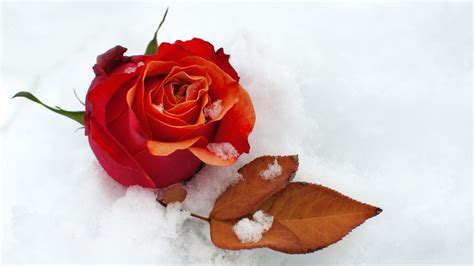 Red Rose In The Snow