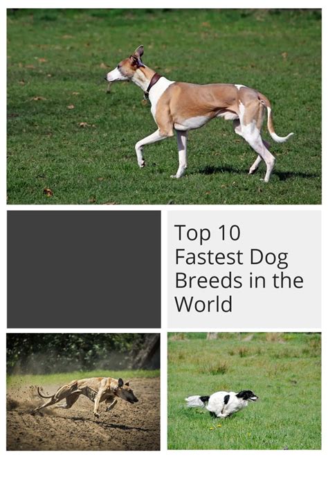 Top 10 Fastest Dog Breeds In The World In 2021 Dog Breeds Breeds Dogs