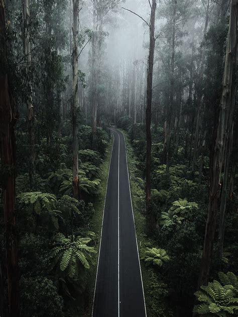 Hd Wallpaper Road Forest Plants Nature Portrait Display Mist