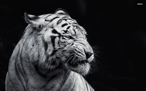 50 Hd And Qhd Beautiful Black And White Wallpapers Techgreatest