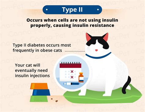 Diabetes In Cats Causes Symptoms And Treatment Canna Pet