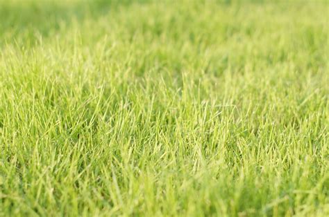 1280x800 Wallpaper Green Grass Spring Fresh Grass Field Peakpx