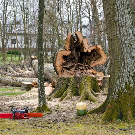 How to request a tree removal. Tree Service | WC Timber - Northwest Georgia Tree Service ...