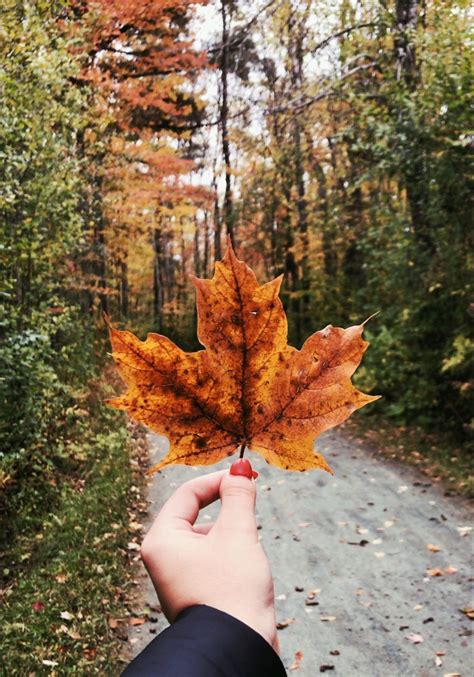 Fall Leaves 🍁 Autumn Photography Autumn Leaves Leaf Photography