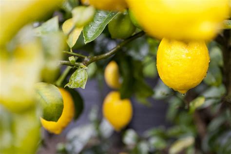 Know Before You Grow: 4 Useful Meyer Lemon Tree Facts - US Citrus