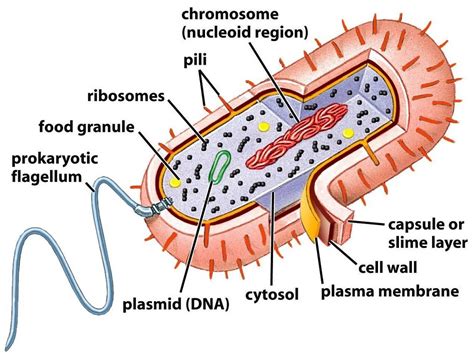 15 Key Differences Between Prokaryotic And Eukaryotic Cells Cbse