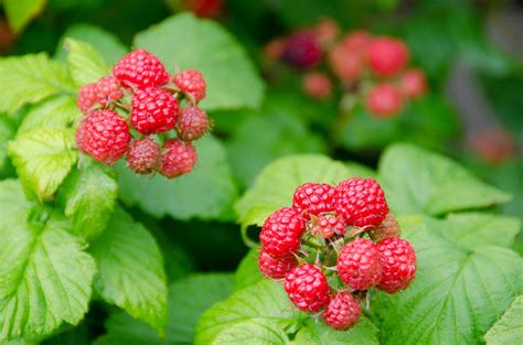 How To Prune Raspberry And Blackberry Plants