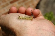 Venomous (Poisonous) Caterpillars – Photos | Walter Reeves: The Georgia ...