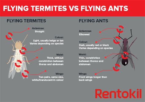 How To Identify Termites What Do Termites Look Like