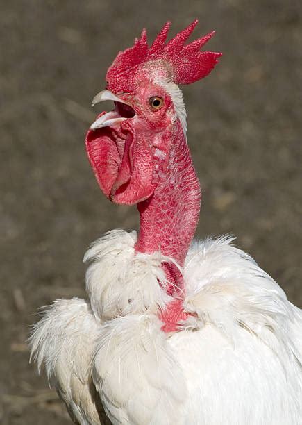 Ugly Rooster Stock Photos Pictures And Royalty Free Images Istock