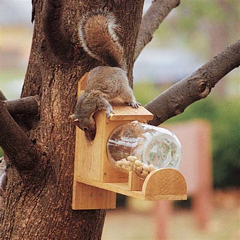 Squirell feeder