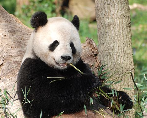 Back to China: Contracts End for All Pandas in American Zoos | The Gaze