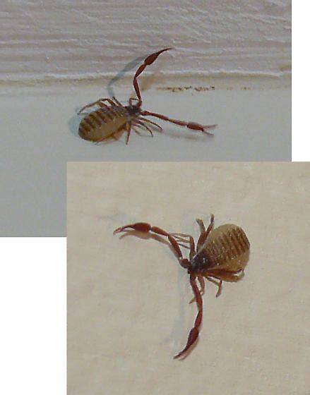 Bed bugs have 6 legs while ticks have 8 legs. Tick-like insect with crustacean-like pincers? - BugGuide.Net