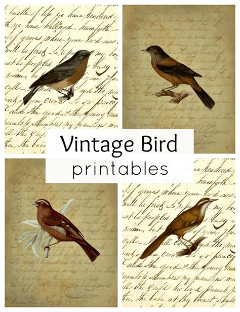 free vintage bird printables printable word searches
