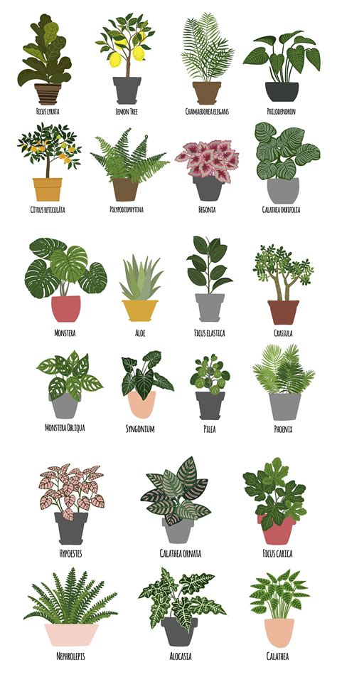 Tropical House Plants Names