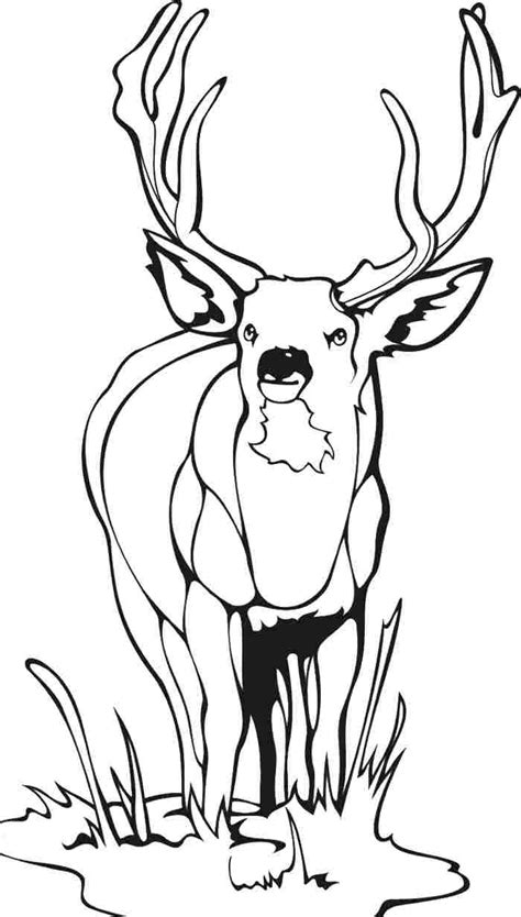 Deer 142 Animals Printable Coloring Pages