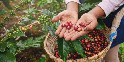Treatt Journey Of The Coffee Bean From Seed To Cup In 9 Steps