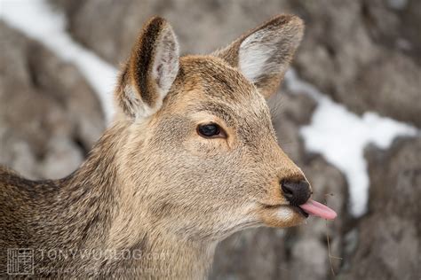 Japanese Sika Deer Fawn With Tongue Out Cervus Nippon Yesoensis