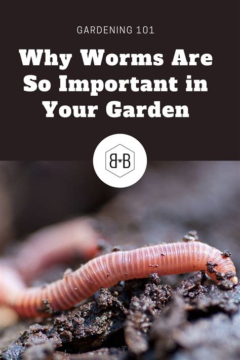 The Importance Of Garden Worms Bee And Basil Vegetable Garden Tips