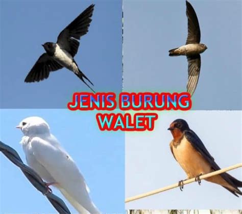 √Mengenal 5 Jenis Burung Walet serta Ciri Khas Burung Walet