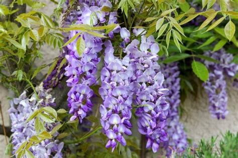 20 Fragrant Purple Flowers That Have Pleasant Scents To Enjoy