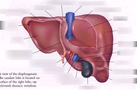 Relations Of Visceral Surface Of The Liver Basic Sono Diagram Quizlet