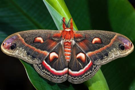 Discover The Largest Moth In North America Worldatlas