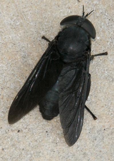Black Horse Fly Tabanus Atratus Tabanus Atratus Bugguidenet