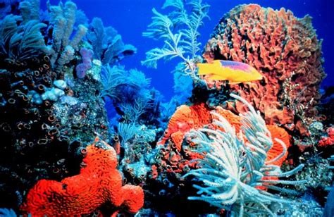 Bans On Some Fishing Gear Can Help Save Reefs Marine