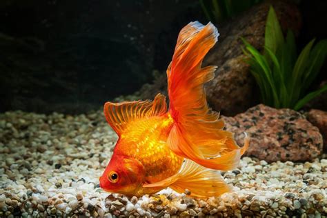 Veiltail Goldfish History Pictures Facts And More Hepper