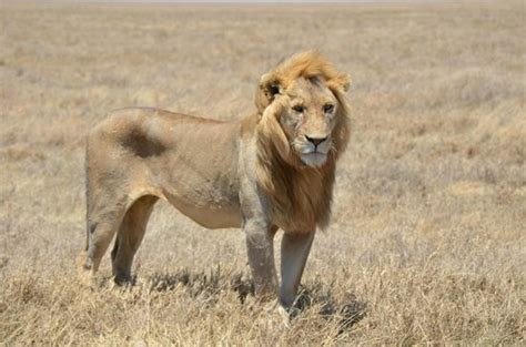 What A Beautyfully Grown Male Lion Picture Of Roy Safaris Ltd