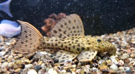 L160 Spiny Monster Pleco Pseudacanthicus Spinosus 3 4 Ebay