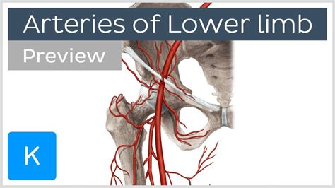 Lower Limb Arterial Anatomy