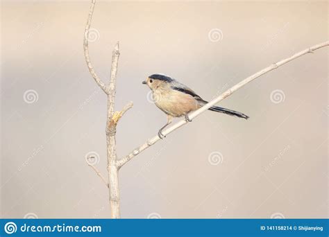 Long Tailed Tit Stock Photo Image Of Wild Birds Wildlife 141158214