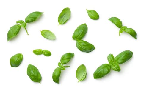 12 Ways To Use Basil Leaves