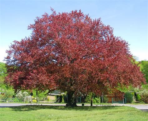5 Types Of Beech Trees Beech Tree Shade Trees Garden Trees