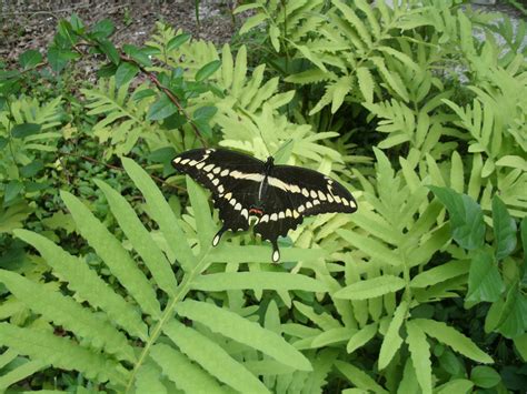 Clegg Garden Today Giant Swallowtail Butterfly